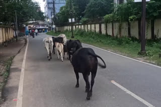 dumka-nagar-parishad-is-taking-action-on-stray-animals