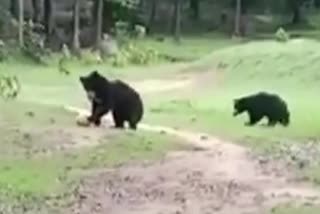 Two bears playing football