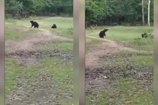 bears playing football  bear  football  Nabarangpur forest  നബരംഗ്പൂർ വനം  കരടികള്‍  കരടികള്‍ ഫുട്‌ബോള്‍ കളിക്കുന്നു