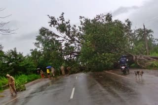 ବର୍ଷା ବିତ୍ପାତ, ଗଛ ପଡି ଜାତୀୟ ରାଜପଥ ଅବରୋଧ