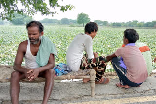 Najafgarh farmers facing Financial scarcity due to rain