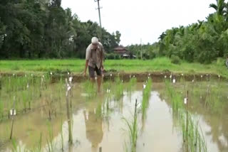 A Shirasi farmer grew 265 varieties of paddy