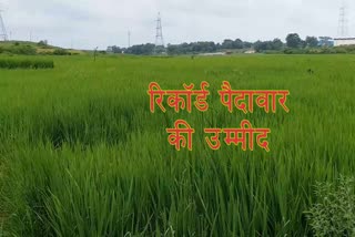 farmers-expectations-record-crop-production-in-jharkhand