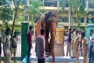 dasara jamboo elephants weight
