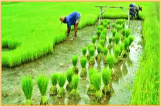 less rainfall affected farmers