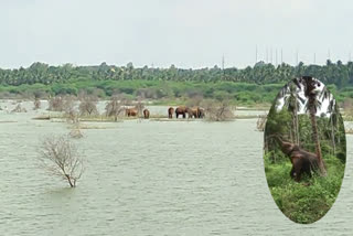 forest elephants problem