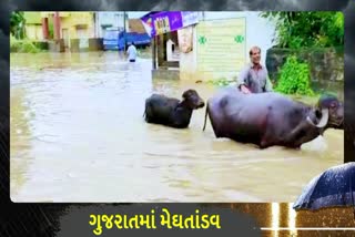 જૂનાગઢમાં પડેલા ધોધમાર વરસાદને કારણે ઘેડ બન્યું જળમગ્ન