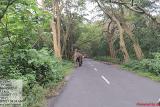 Elephant's stroll through NH puts traffic on halt for two hours