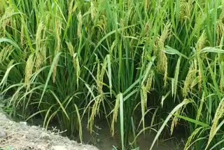 karnal rain crop damage