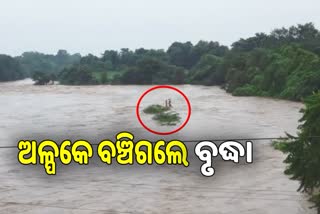 old lady resuce from heavy water logged river in anugul