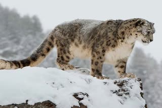 snow leopard