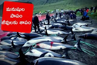 dolphins on Faroes