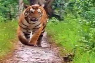 bandipur-tiger