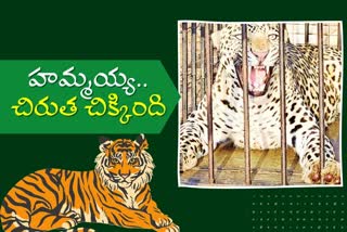 నాలుగేళ్ల తర్వాత చిక్కిన చిరుత.. ఇక నిశ్చింతగా ఉండొచ్చా!