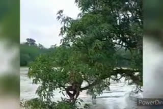 Video shows rescue team saving man trapped in flood water in Odisha