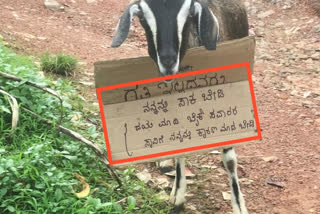 Goat with a message roaming  in Kadaba