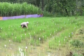 a famer cultivativate variety of paddy craps in sirsi, uttara kannada district