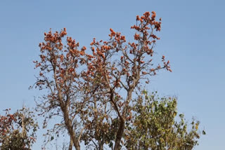 Herbal Park in Jharkhand