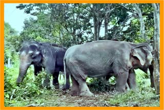 Wild Elephant attack in rupohihat