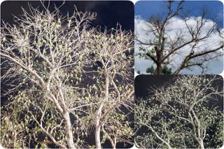 peepal tree