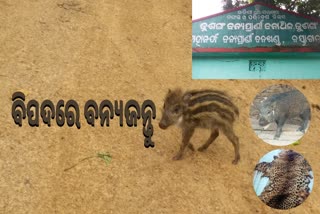 ବୌଦ୍ଧ ଜିଲ୍ଲା ଜଙ୍ଗଲ ବନ୍ୟଜନ୍ତୁ