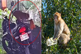 Monkey snatches money from lawyer  monkey snatched money  Monkey snatched lakh rupees  Monkey snatches bag full of money from lawyer's hand  Monkey snatched money from lawyer  Monkey snatches bag full of money from lawyer  Monkey snatched bag full of money from lawyer  Monkey snatched bag  Monkey snatched money  ഒരു ലക്ഷം രൂപയടങ്ങിയ ബാഗ് തട്ടിയെടുത്തു  നോട്ടുകൾ വായുവിൽ പറത്തി വാനരപ്പട  നോട്ടുകൾ വായുവിൽ പറത്തി കുരങ്ങ്  ഉത്തർപ്രദേശ്  ഉത്തർപ്രദേശ് കുരങ്ങ്  കുരങ്ങ് പണം തട്ടി  കുരങ്ങ് പണം തട്ടിയ വാർത്ത  Monkey money snatched  Monkey money snatched news  Monkey  Monkey news  കുരങ്ങ് വാർത്ത