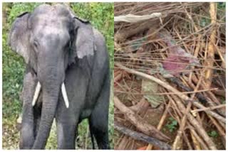 Elephants ruined the hut