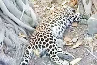 leopard dies in raipur