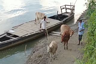 illegal-cow-smuggling-through-the-pandhuwa-parghat-of-dibrugarh