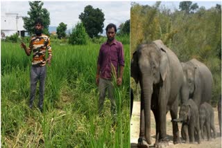 terror-of-elephants-in-padampur-devalia-village