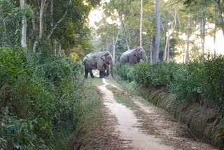 open-roaming-of-wild-elephants-in-ragapara-tea-estate