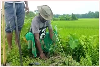 saplings-planted-in-pathshala-on-pm-modis-birthday