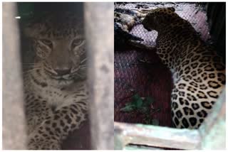 Leopard imprisoned in the cage of forest department