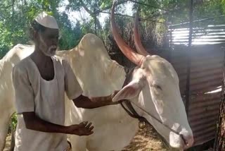 Deadly assault on two cattles at kalburgi