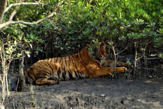 Sundarbans is opening for tourists from 1st October 2021