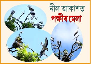 নাহৰআনিৰ নীল আকাশত পুৱাৰ ৰ’দকাঁচিয়লিত জিৰণি লৈছে এজাক পক্ষীয়ে