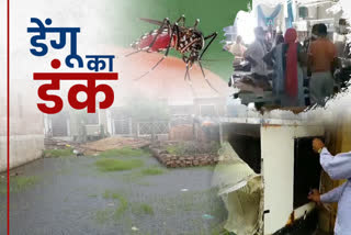 dengue in jaipur, scrub typhus patients