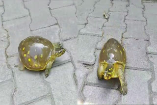 turtle smuggler arrest
