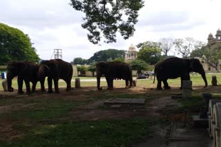 4 women elephants from Mysore royal family sent to Gujarat rehabilitation center