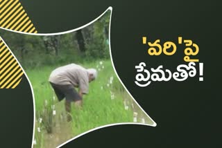 paddy varieties