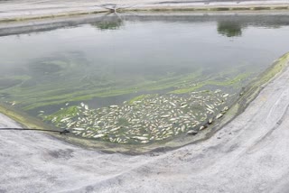 Farm pond fish death Limbgaon