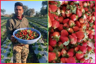 strawberry farming