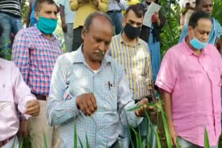 paddy-crop-destroyed-in-hundreds-of-acres-of-field-in-dhanbad