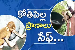 Monkey: 'ట్రాన్స్​ఫార్మర్​లో చిక్కుకున్న కోతిపిల్ల... ఎలా బయటకుతీశారో చూడండి'