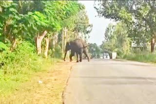 elephant-caught-crossing-road-in-mandya-leads-tension-over-public