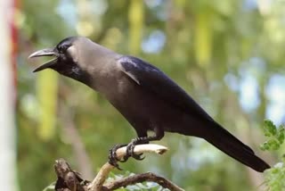 importance of crows in pitrapaksha