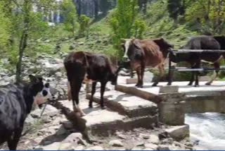 Anantnag: People are worried about the lack of animal husbandry in Zalingam