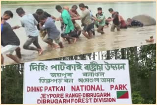 dead-elephant-recovered-in-burhidihing-river-flowing-through-dihing-patkai-national-park