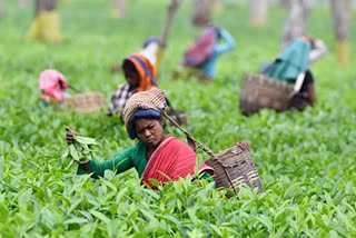 key-factors-behind-crisis-in-assam-tea-industry