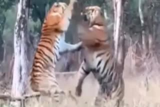 clash between tigers
